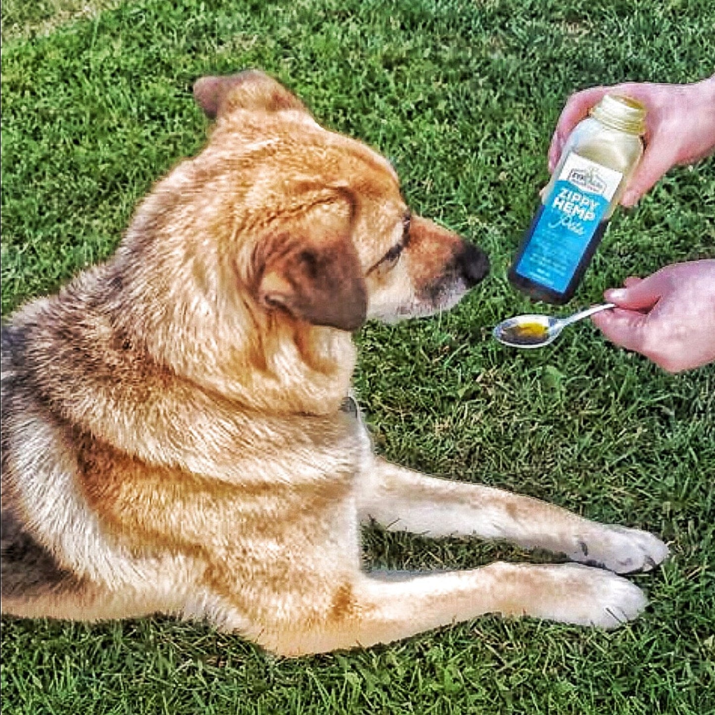 Pet Supplement | Hemp Oil For Pets | 500mls