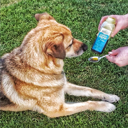 Pet Supplement | Hemp Oil For Pets | 500mls